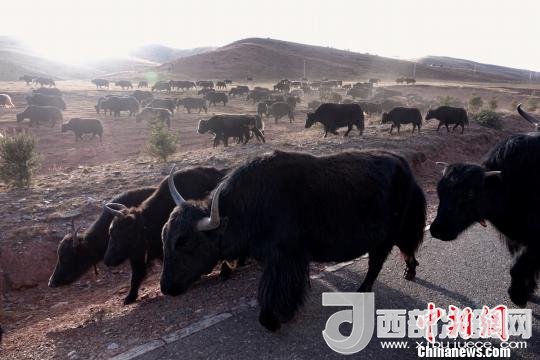 西藏每年存欄約420萬(wàn)頭牦牛，牦牛產(chǎn)業(yè)發(fā)展是推動(dòng)西藏畜牧業(yè)可持續(xù)發(fā)展和農(nóng)牧民脫貧致富的重要產(chǎn)業(yè)。圖為西藏牦牛?！O翔 攝