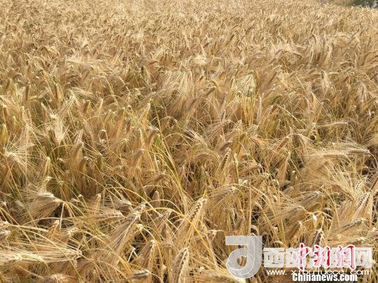 2017年西藏青稞種植面積達(dá)210多萬(wàn)畝，占糧食播種面積的75%。圖為成熟期的青稞?！⊥跤窳?攝
