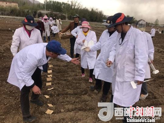 圖為研究員實(shí)地調(diào)研青稞生長(zhǎng)土壤?！⊥跤窳?攝