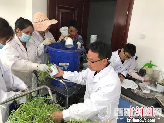 圖為研究員正在調(diào)查青稞感染白粉病情況?！⊥跤窳?攝