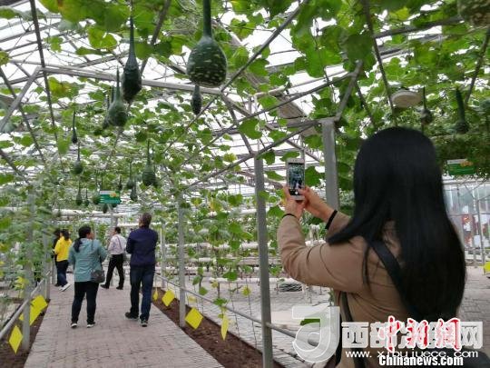 山西省郵政管理局積極推動(dòng)“一市一品”農(nóng)特產(chǎn)品進(jìn)城項(xiàng)目。 資料圖 楊杰英 攝