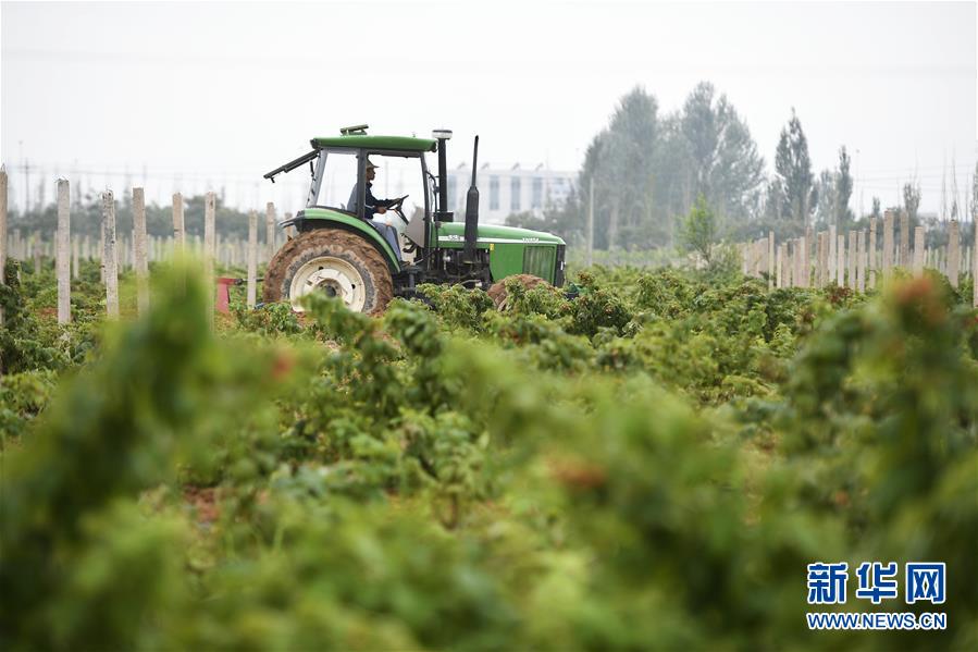 （壯麗70年·奮斗新時(shí)代——共和國發(fā)展成就巡禮·圖文互動(dòng)）（10）生態(tài)美、百姓富——品讀嶄新“寧夏畫卷”