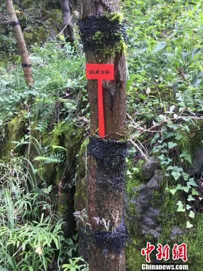 貴州同威生物科技有限公司鐵皮石斛種植?！≈軏?攝