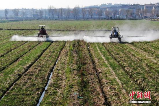 2月20日，南京湖熟街道現(xiàn)代農(nóng)業(yè)示范園區(qū)內(nèi)，工作人員駕駛自走式噴霧機給小麥噴灑除草劑。泱波 攝