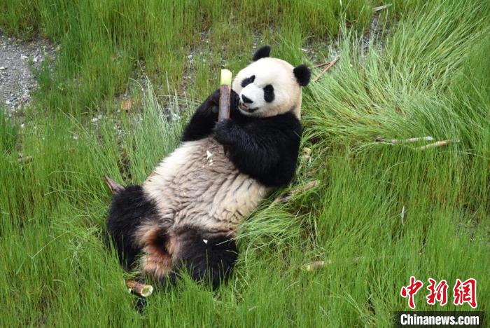 九寨溝熊貓園里的大熊貓?！【耪瘻峡h委宣傳部提供 攝