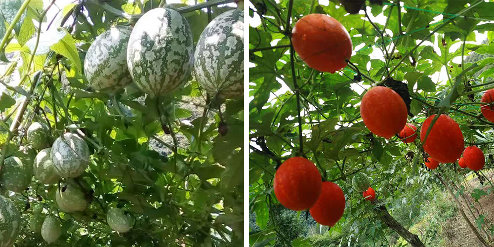 左為處于生長(zhǎng)期的吊瓜，右為成熟的吊瓜（圖源西鄉(xiāng)縣宣傳部）