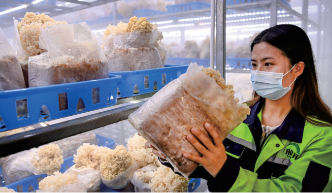 商洛潤(rùn)科繡球菌工廠化生產(chǎn)項(xiàng)目